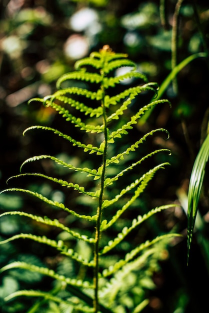 Photo fern leaf in the sunlight