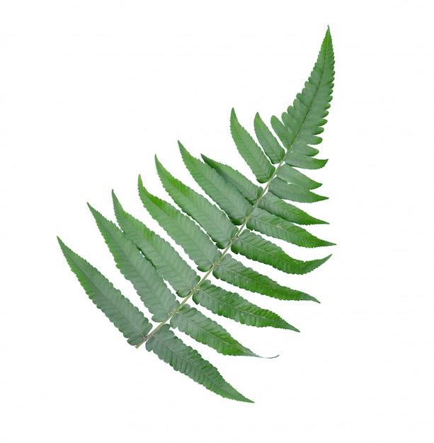 Fern leaf on white wall