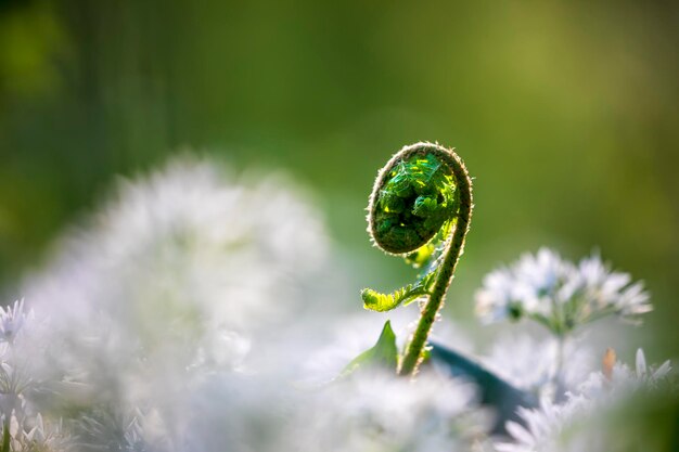 fern leaf and wild garlic flowers in forest