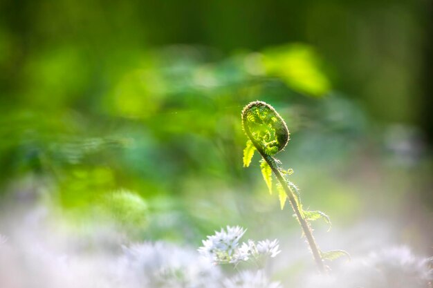 Photo fern leaf and wild garlic flowers