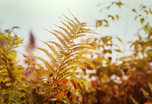 Fern leaves in autumn meadow