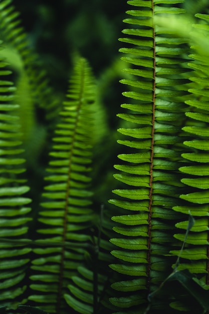 Fern leaves background in dark nature