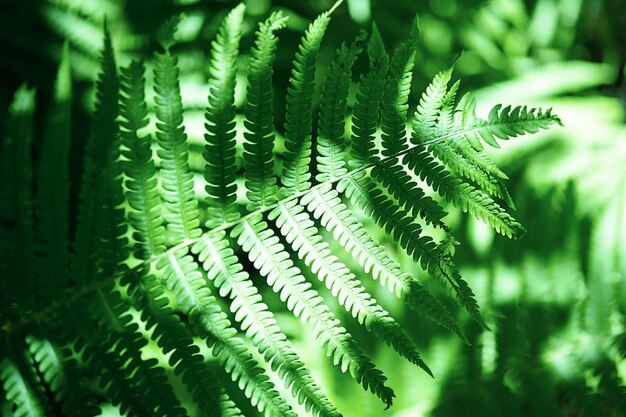 Foto foglie di felci sullo sfondo foglie verdi della giungla disegno naturale