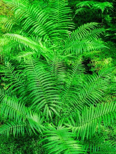 fern leaves background