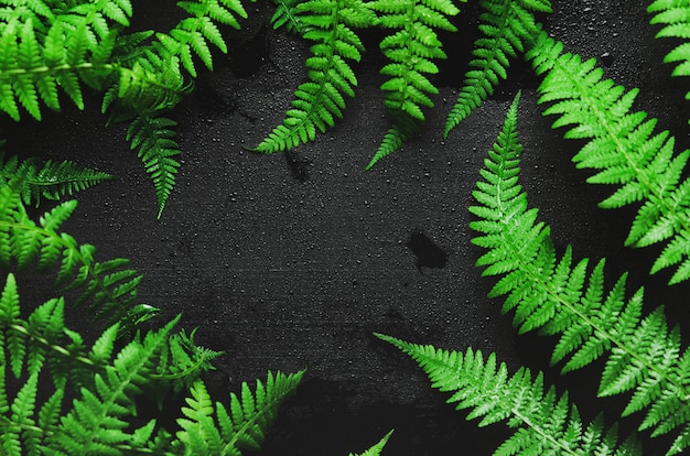 Fern leaves on a black wooden background in the form of a frame.