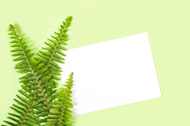 Fern leaves and a blank paper on a green background