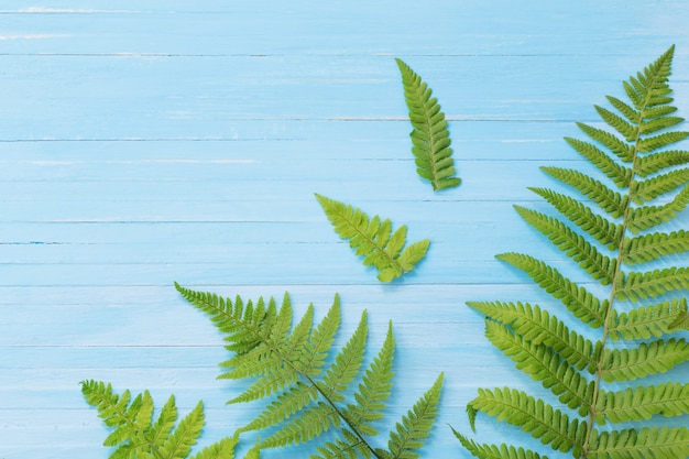 Fern leaves on blue wooden background