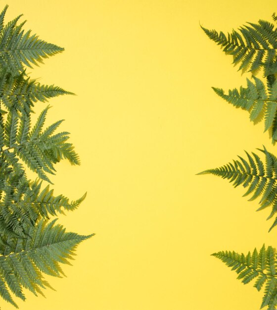 Fern leaves on both sides of the yellow backgroundHorizontal placement Place for copy space