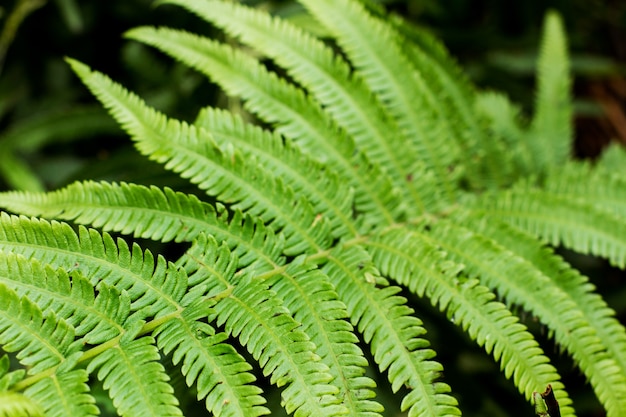 Fern leaves in a close up view