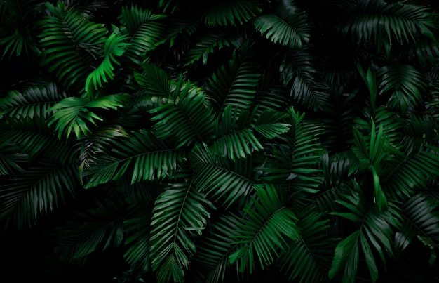 Foglie di felce su sfondo scuro nella giungla. la felce verde scuro densa lascia in giardino alla notte. sfondo astratto di natura felce nella foresta tropicale. pianta esotica.