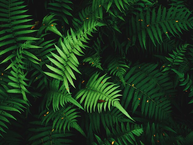 Photo fern leaves on dark background in jungle dense dark green