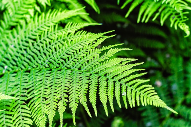 Fern leaves on dark blurred background nature concept green fern leaves ecology fresh wallpaper