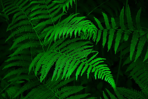 Fern leaves and the dark forest stream