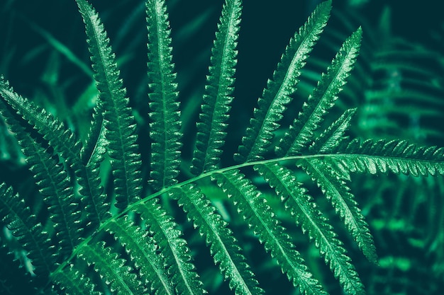 fern leaves dark nature background