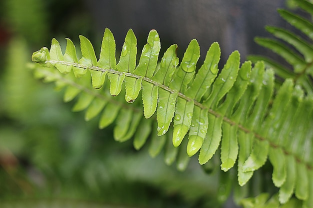 고사리 잎과 이슬이 아침 근접 촬영 사진에서 나뭇잎에 떨어집니다.