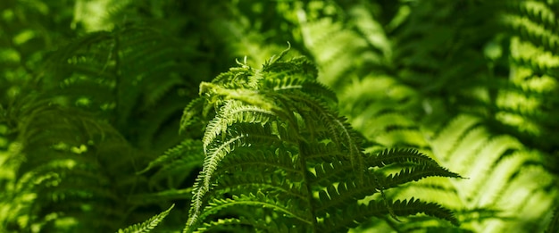 Foglie di felce nella foresta sotto i raggi del sole banner