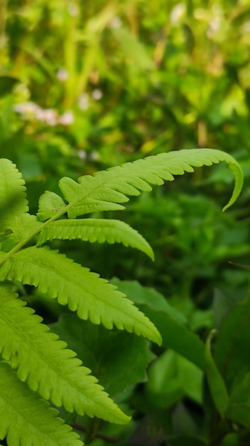 Foglie di felce nella foresta