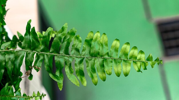 Photo fern leaves green foliage nature background