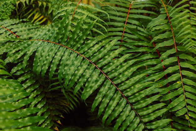 Fern leaves green and macro leaves