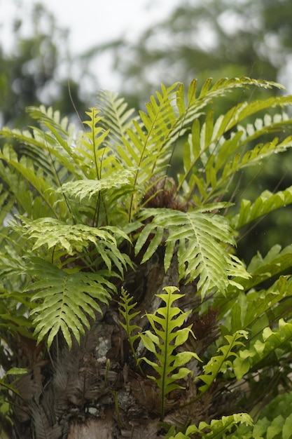 fern leaves growing on tree branches