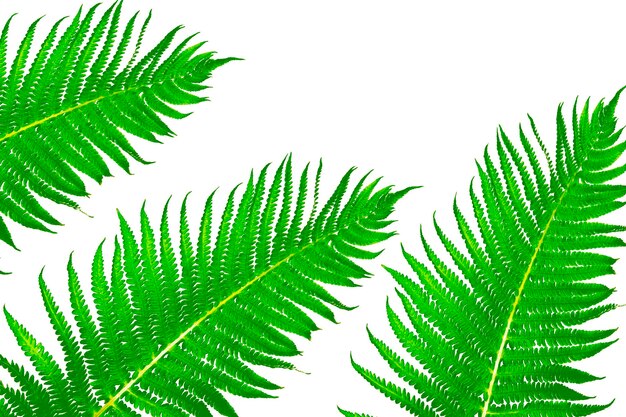 Fern leaves isolated on white background