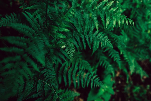 Fern leaves in the light