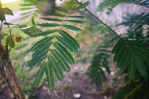 Foglie di felce in natura