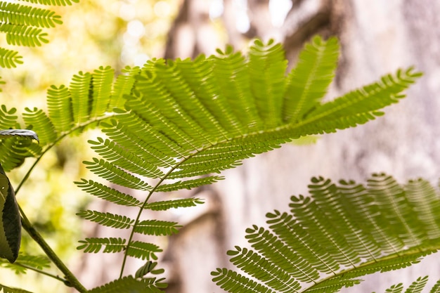 Fern leaves in nature