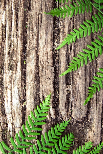 Fern leaves on an old wood background close up