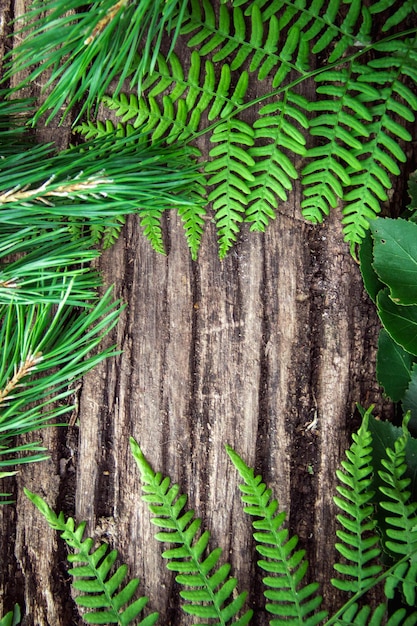 Fern leaves on an old wood backgroundframe from branches