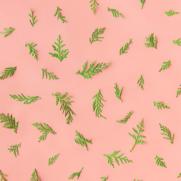 Fern leaves on a pink background