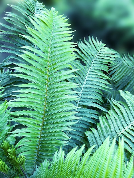 Fern leaves or Polypodiopsida or Polypodiophyta plant in sunlight