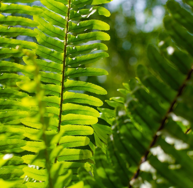 シダの葉と太陽光線。自然な背景。植物の葉。