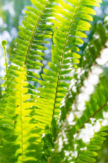 Fern leaves and sun rays natural background the leaves of the plant