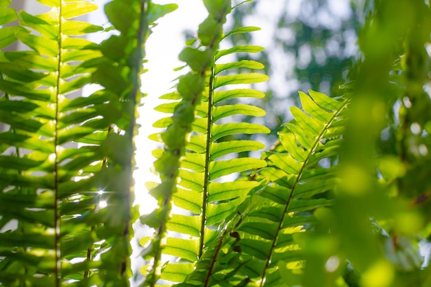 シダの葉と太陽光線自然の背景植物の葉