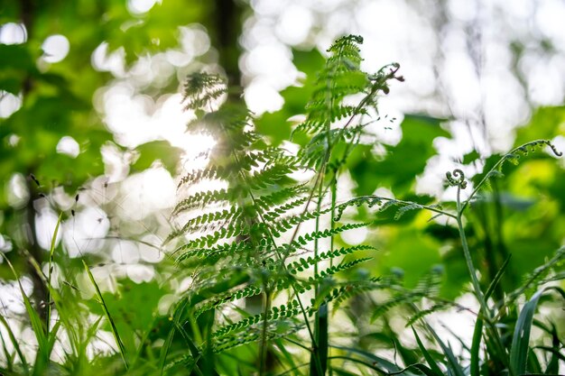 fern leaves in sunny forest