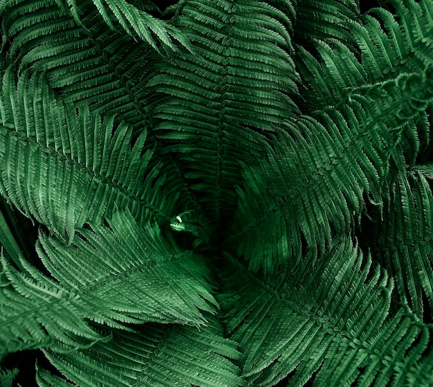 Fern leaves texture in a dramatic night atmosphere