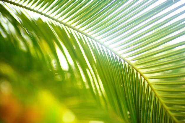 Photo fern leaves in the tropics