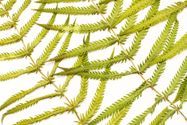 Photo fern leaves on a white background in a close up view