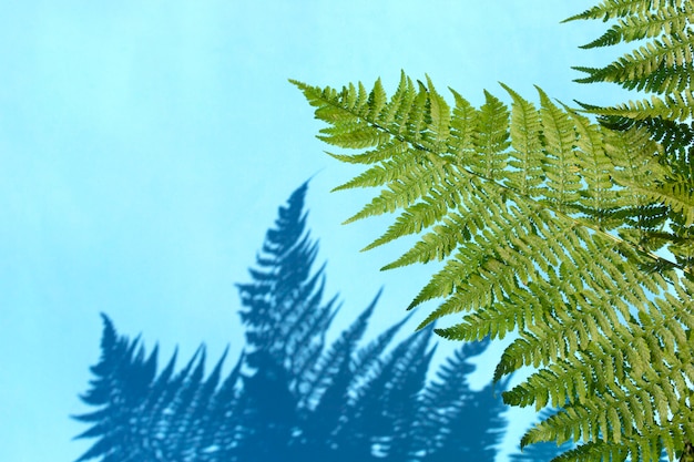 Fern leaves with shadow on light background. 