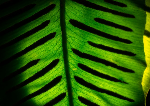 Fern leaves with spores close up