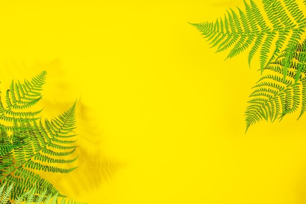 Fern Leaves on Yellow Background Flat Lay Top View