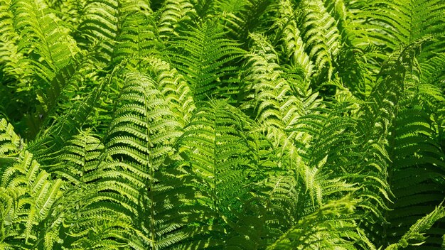 Photo fern leaves