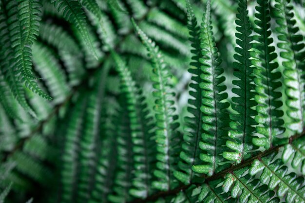 Photo fern leaves