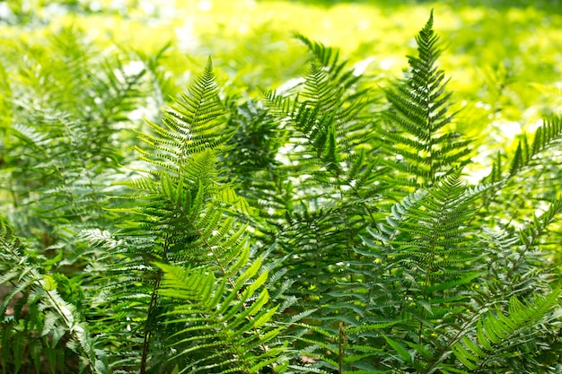 Fern leaves