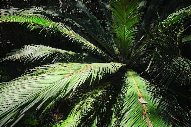 Fern palm sago palm Cycas revoluta bladeren close-up shot in de zon Cycas of cycad palm bladeren groen patroon abstracte actuele achtergrond Japanse Sago palm Cycas revoluta gymnosperm plant