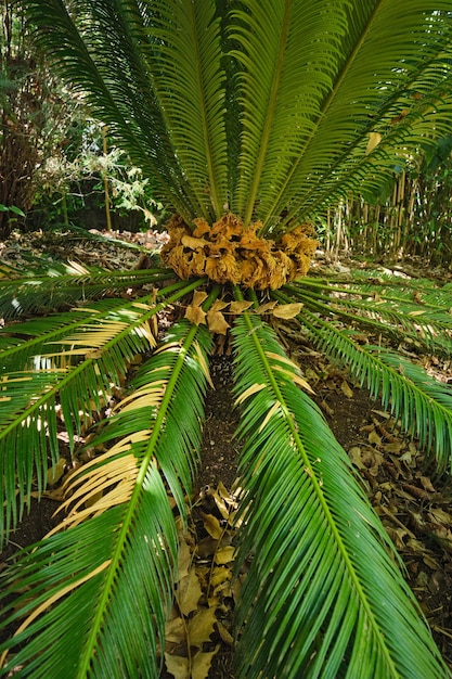 Fern palm sago palm cycas revoluta van dichtbij