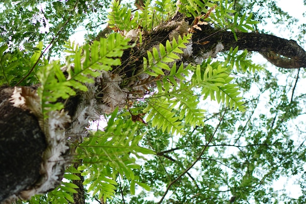 fern perched on a large tree