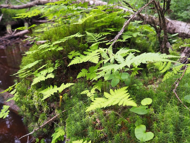 Pianta di felce nella foresta belle foglie verdi graziose piante vascolari polypodiphyta felci moderne e antiche piante superiori la felce polypodiophyta apparve milioni di anni fa nell'era paleozoica