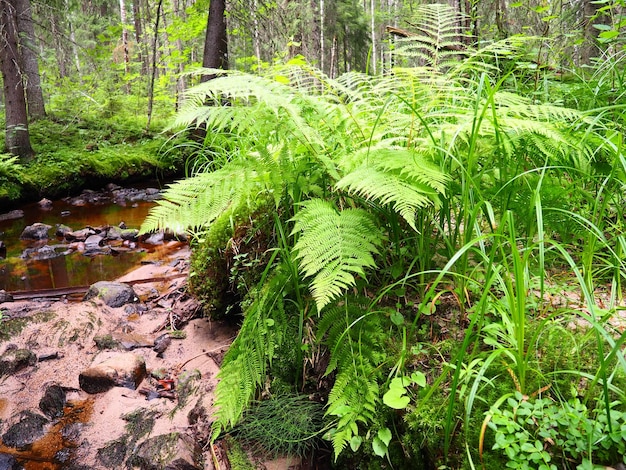 Fern plant in the forest beautiful graceful green leaves\
polypodiphyta vascular plants modern ferns and ancient higher\
plants fern polypodiophyta appeared millions years ago in the\
paleozoic era